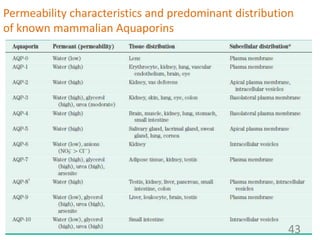 Permeability characteristics and predominant distribution
of known mammalian Aquaporins
43
 