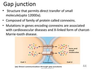 Gap junction
• Structure that permits direct transfer of small
molecule(upto 1200Da).
• Composed of family of protein called connexins.
• Mutations in genes encoding connexins are associated
with cardiovascular diseases and X-linked form of charcot-
Marrie-tooth disease.
44
 