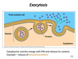 Vesicle
Fluid outside cell
Protein
Cytoplasm
Exocytosis
Cytoplasmic vesicles merge with PM and release its content
Example – release of neurotransmitters
46
 