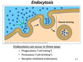 Vesicle forming
Endocytosis
Endocytosis can occur in three ways
• Phagocytosis ("cell eating")
• Pinocytosis ("cell drinking")
• Receptor-mediated endocytosis 47
 