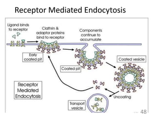 Receptor Mediated Endocytosis
48
 