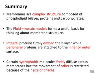 Summary
• Membranes are complex structure composed of
phospholipid bilayer, proteins and carbohydrates.
• The Fluid –mosaic models forms a useful basis for
thinking about membrane structure.
• Integral proteins firmly embed the bilayer while
peripheral proteins are attached to the inner or outer
surface.
• Certain hydrophobic molecules freely diffuse across
membranes but the movement of other is restricted
because of their size or charge. 56
 
