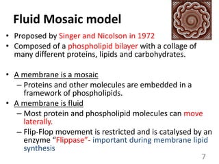 Fluid Mosaic model
• Proposed by Singer and Nicolson in 1972
• Composed of a phospholipid bilayer with a collage of
many different proteins, lipids and carbohydrates.
• A membrane is a mosaic
– Proteins and other molecules are embedded in a
framework of phospholipids.
• A membrane is fluid
– Most protein and phospholipid molecules can move
laterally.
– Flip-Flop movement is restricted and is catalysed by an
enzyme “Flippase”- important during membrane lipid
synthesis
7
 