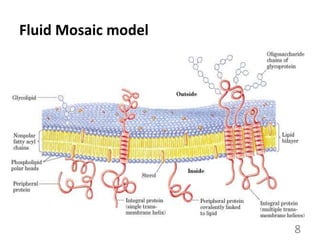 Fluid Mosaic model
8
 