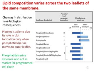 Lipid composition varies across the two leaflets of
the same membrane.
9
Changes in distribution
have biological
consequences
Platelet is able to play
its role in clot
formation only when
phosphatidylserine
moves to outer leaflet.
Phosphatidylserine
exposure also act as
marker for programmed
cell death
 