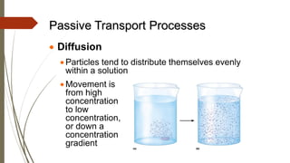 Passive Processes Cell membrane and transportation.pdf