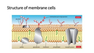 Cell Membrane and Transport of the cells.pdf