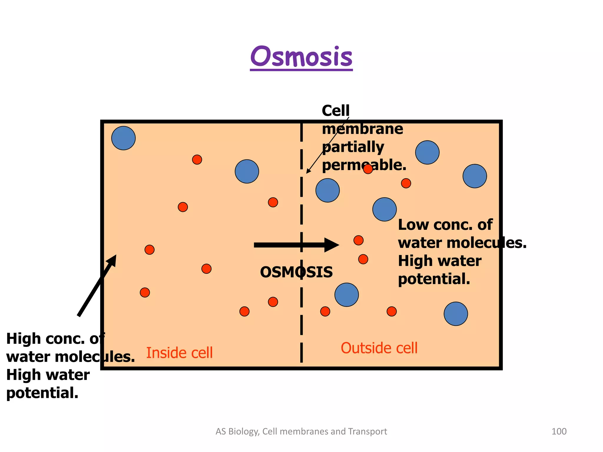 Osmosis
AS Biology, Cell membranes and Transport 100
Cell
membrane
partially
permeable.
Inside cell Outside cell
High conc. of
water molecules.
High water
potential.
Low conc. of
water molecules.
High water
potential.
OSMOSIS
 
