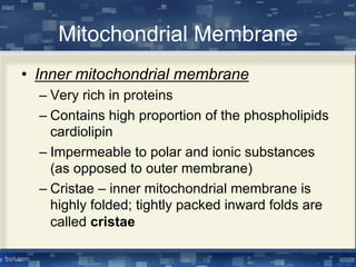 Mitochondrial Membrane
• Inner mitochondrial membrane
– Very rich in proteins
– Contains high proportion of the phospholipids
cardiolipin
– Impermeable to polar and ionic substances
(as opposed to outer membrane)
– Cristae – inner mitochondrial membrane is
highly folded; tightly packed inward folds are
called cristae
 