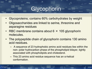 Glycophorin
• Glycoproteins; contains 60% carbohydrates by weight
• Oligosaccharides are linked to serine, threonine and
asparagine residues
• RBC membrane contains about 6 × 105 glycophorin
molecules.
• The polypeptide chain of glycophorin contains 130 amino
acid residues.
– A sequence of 23 hydrophobic amino acid residues lies within the
non- polar hydrocarbon phase of the phospholipid bilayer, tightly
associated with phospholipids and cholesterol.
– This 23 amino acid residue sequence has an α-helical
conformation.
 