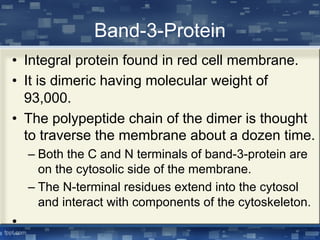 Band-3-Protein
• Integral protein found in red cell membrane.
• It is dimeric having molecular weight of
93,000.
• The polypeptide chain of the dimer is thought
to traverse the membrane about a dozen time.
– Both the C and N terminals of band-3-protein are
on the cytosolic side of the membrane.
– The N-terminal residues extend into the cytosol
and interact with components of the cytoskeleton.
•
 