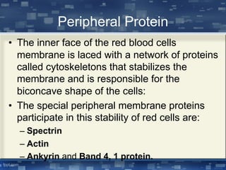 Peripheral Protein
• The inner face of the red blood cells
membrane is laced with a network of proteins
called cytoskeletons that stabilizes the
membrane and is responsible for the
biconcave shape of the cells:
• The special peripheral membrane proteins
participate in this stability of red cells are:
– Spectrin
– Actin
– Ankyrin and Band 4, 1 protein.
 