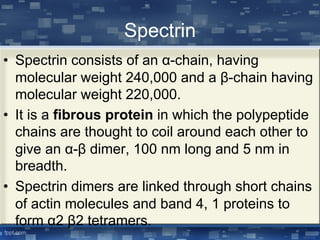 Spectrin
• Spectrin consists of an α-chain, having
molecular weight 240,000 and a β-chain having
molecular weight 220,000.
• It is a fibrous protein in which the polypeptide
chains are thought to coil around each other to
give an α-β dimer, 100 nm long and 5 nm in
breadth.
• Spectrin dimers are linked through short chains
of actin molecules and band 4, 1 proteins to
form α2 β2 tetramers.
 