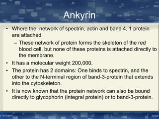 Ankyrin
• Where the network of spectrin, actin and band 4, 1 protein
are attached
– These network of protein forms the skeleton of the red
blood cell, but none of these proteins is attached directly to
the membrane.
• It has a molecular weight 200,000.
• The protein has 2 domains: One binds to spectrin, and the
other to the N-terminal region of band-3-protein that extends
into the cytoskeleton.
• It is now known that the protein network can also be bound
directly to glycophorin (integral protein) or to band-3-protein.
 