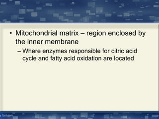 • Mitochondrial matrix – region enclosed by
the inner membrane
– Where enzymes responsible for citric acid
cycle and fatty acid oxidation are located
 