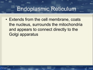 Endoplasmic Reticulum
• Extends from the cell membrane, coats
the nucleus, surrounds the mitochondria
and appears to connect directly to the
Golgi apparatus
 