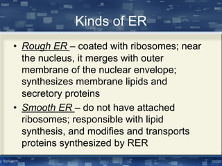Kinds of ER
• Rough ER – coated with ribosomes; near
the nucleus, it merges with outer
membrane of the nuclear envelope;
synthesizes membrane lipids and
secretory proteins
• Smooth ER – do not have attached
ribosomes; responsible with lipid
synthesis, and modifies and transports
proteins synthesized by RER
 