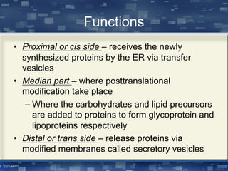 Functions
• Proximal or cis side – receives the newly
synthesized proteins by the ER via transfer
vesicles
• Median part – where posttranslational
modification take place
– Where the carbohydrates and lipid precursors
are added to proteins to form glycoprotein and
lipoproteins respectively
• Distal or trans side – release proteins via
modified membranes called secretory vesicles
 