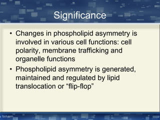 Significance
• Changes in phospholipid asymmetry is
involved in various cell functions: cell
polarity, membrane trafficking and
organelle functions
• Phospholipid asymmetry is generated,
maintained and regulated by lipid
translocation or “flip-flop”
 