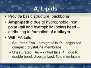 A. Lipids
• Provide basic structure; backbone
• Amphipathic due to hydrophobic (non
polar) tail and hydrophilic (polar) head –
attributing to formation of a bilayer
• With FA tails
– Saturated FAs – straight tails à organized,
compact, crystalline membrane
– Unsaturated FAs – kinked tails à due to
double bond, disorganized, fluid membrane
 