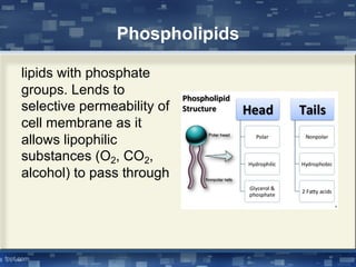 Phospholipids
lipids with phosphate
groups. Lends to
selective permeability of
cell membrane as it
allows lipophilic
substances (O2, CO2,
alcohol) to pass through
 
