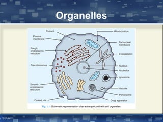Organelles
 