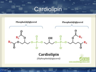 Cardiolipin
 