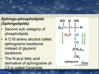 Sphingo-phospholipids
(Sphingolipids)
• Second sub category of
phospholipids
• A C18 amino alcohol called
sphingosine backbone
instead of glycerol
backbone
• The N-acyl fatty acid
derivative of sphingosine at
C2 is called Ceramide
 
