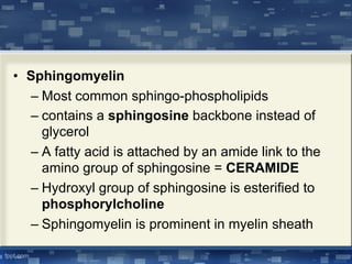 • Sphingomyelin
– Most common sphingo-phospholipids
– contains a sphingosine backbone instead of
glycerol
– A fatty acid is attached by an amide link to the
amino group of sphingosine = CERAMIDE
– Hydroxyl group of sphingosine is esterified to
phosphorylcholine
– Sphingomyelin is prominent in myelin sheath
 