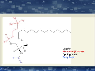 Legend:
Phosphorylcholine
Sphingosine
Fatty Acid
 