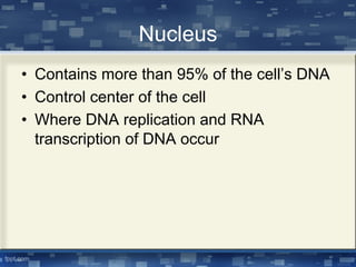 Nucleus
• Contains more than 95% of the cell’s DNA
• Control center of the cell
• Where DNA replication and RNA
transcription of DNA occur
 