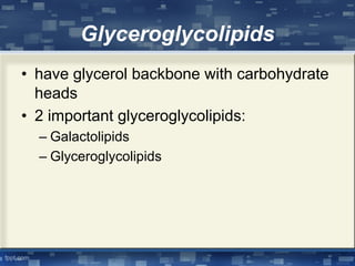 Glyceroglycolipids
• have glycerol backbone with carbohydrate
heads
• 2 important glyceroglycolipids:
– Galactolipids
– Glyceroglycolipids
 