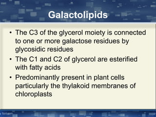 Galactolipids
• The C3 of the glycerol moiety is connected
to one or more galactose residues by
glycosidic residues
• The C1 and C2 of glycerol are esterified
with fatty acids
• Predominantly present in plant cells
particularly the thylakoid membranes of
chloroplasts
 