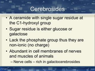 Cerebrosides
• A ceramide with single sugar residue at
the C1-hydroxyl group
• Sugar residue is either glucose or
galactose
• Lack the phosphate group thus they are
non-ionic (no charge)
• Abundant in cell membranes of nerves
and muscles of animals
– Nerve cells – rich in galactocerebrosides
 