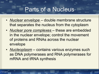 Parts of a Nucleus
• Nuclear envelope – double membrane structure
that separates the nucleus from the cytoplasm
• Nuclear pore complexes – these are embedded
in the nuclear envelope; control the movement
of proteins and RNAs across the nuclear
envelope
• Nucleoplasm – contains various enzymes such
as DNA polymerases and RNA polymerases for
mRNA and tRNA synthesis
 