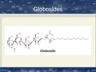 Globosides
 