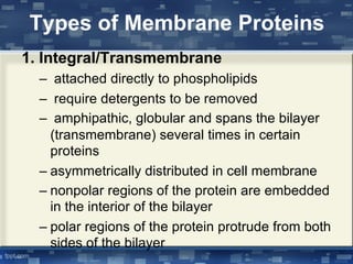 Types of Membrane Proteins
1. Integral/Transmembrane
– attached directly to phospholipids
– require detergents to be removed
– amphipathic, globular and spans the bilayer
(transmembrane) several times in certain
proteins
– asymmetrically distributed in cell membrane
– nonpolar regions of the protein are embedded
in the interior of the bilayer
– polar regions of the protein protrude from both
sides of the bilayer
 