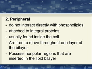 2. Peripheral
- do not interact directly with phospholipids
- attached to integral proteins
- usually found inside the cell
- Are free to move throughout one layer of
the bilayer
- Possess nonpolar regions that are
inserted in the lipid bilayer
 