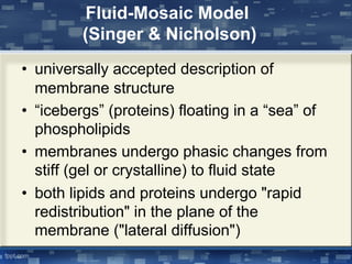 Fluid-Mosaic Model
(Singer & Nicholson)
• universally accepted description of
membrane structure
• “icebergs” (proteins) floating in a “sea” of
phospholipids
• membranes undergo phasic changes from
stiff (gel or crystalline) to fluid state
• both lipids and proteins undergo "rapid
redistribution" in the plane of the
membrane ("lateral diffusion")
 