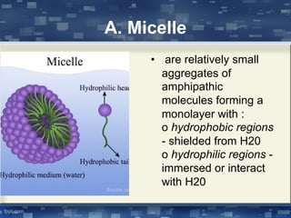 A. Micelle
• are relatively small
aggregates of
amphipathic
molecules forming a
monolayer with :
o hydrophobic regions
- shielded from H20
o hydrophilic regions -
immersed or interact
with H20
 