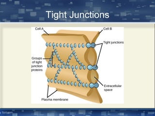 Tight Junctions
 