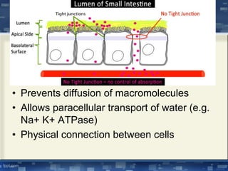• Prevents diffusion of macromolecules
• Allows paracellular transport of water (e.g.
Na+ K+ ATPase)
• Physical connection between cells
 