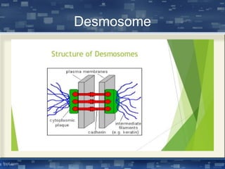 Desmosome
 