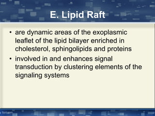 E. Lipid Raft
• are dynamic areas of the exoplasmic
leaflet of the lipid bilayer enriched in
cholesterol, sphingolipids and proteins
• involved in and enhances signal
transduction by clustering elements of the
signaling systems
 