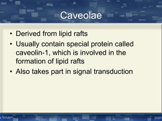 Caveolae
• Derived from lipid rafts
• Usually contain special protein called
caveolin-1, which is involved in the
formation of lipid rafts
• Also takes part in signal transduction
 