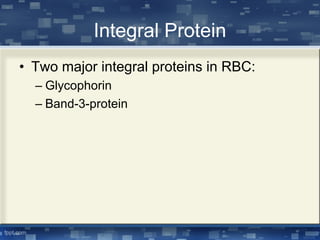 Integral Protein
• Two major integral proteins in RBC:
– Glycophorin
– Band-3-protein
 