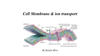 Cell Membrane & ion transport
By Ranim Mira
 