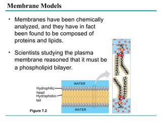 cell membrane and models discussing about the membranes bound ...