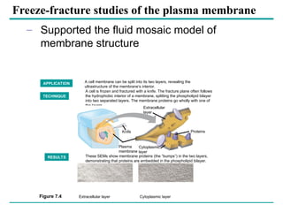cell membrane and models discussing about the membranes bound ...