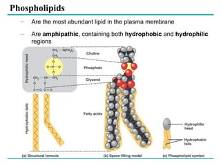 cell membrane and models discussing about the membranes bound ...